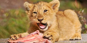 lion large.jpg